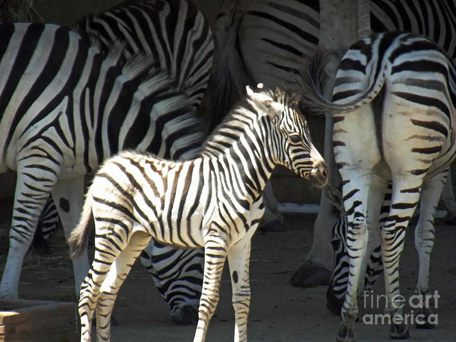 Animal Photograph - Sunny Zebra by Two Hivelys