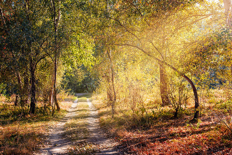 Fall Photograph - Sunray in the Autumn Forest by Alain De Maximy