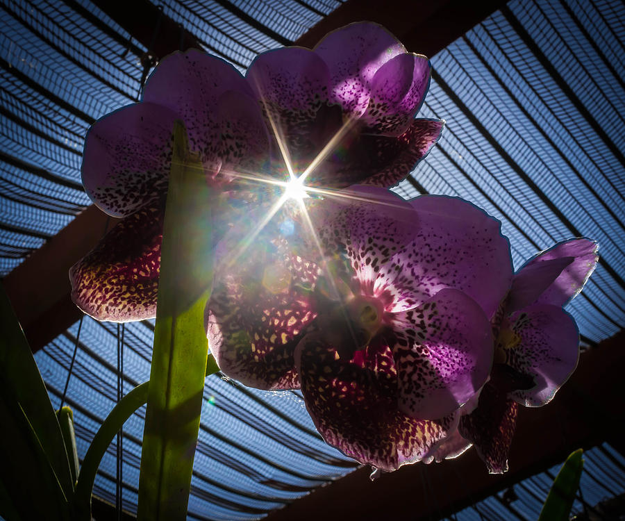 Sunray Orchid Photograph by George Kenhan