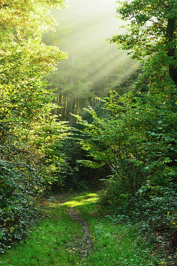 Sunrays In Forest, Hunsrueck Photograph by Jochen Schlenker