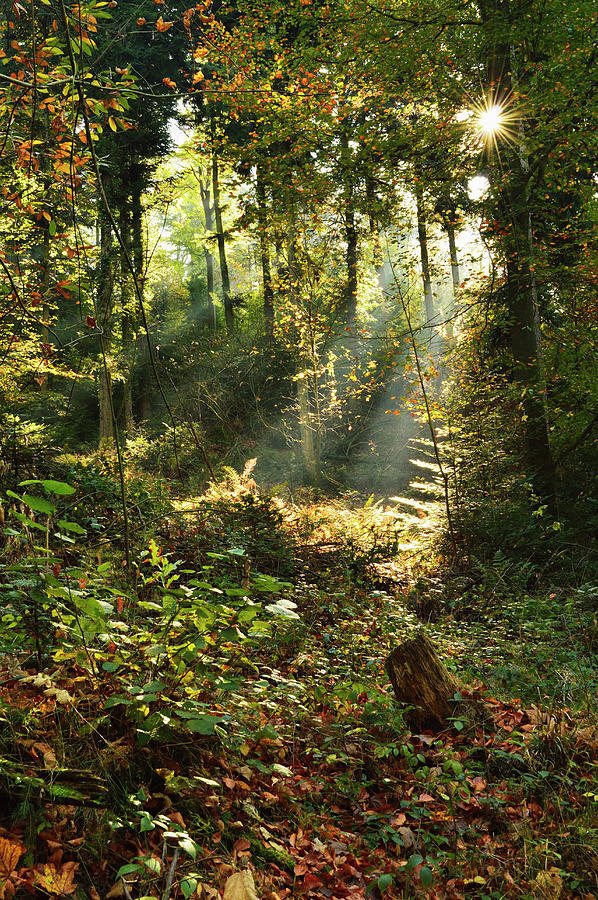 Sunrays In Forest Photograph by Jochen Schlenker
