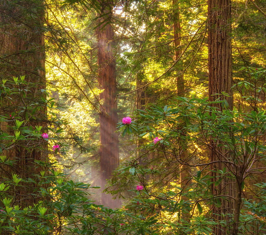 Sunrays over redwoods Photograph by Kunal Mehra