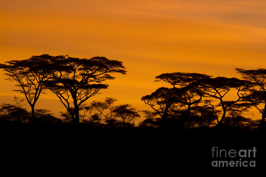 Sunrise Acacias  Photograph by Chris Scroggins