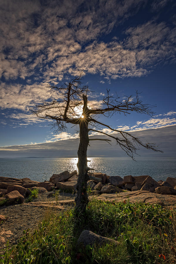 Tree Photograph - Sunrise Acadia by Rick Berk