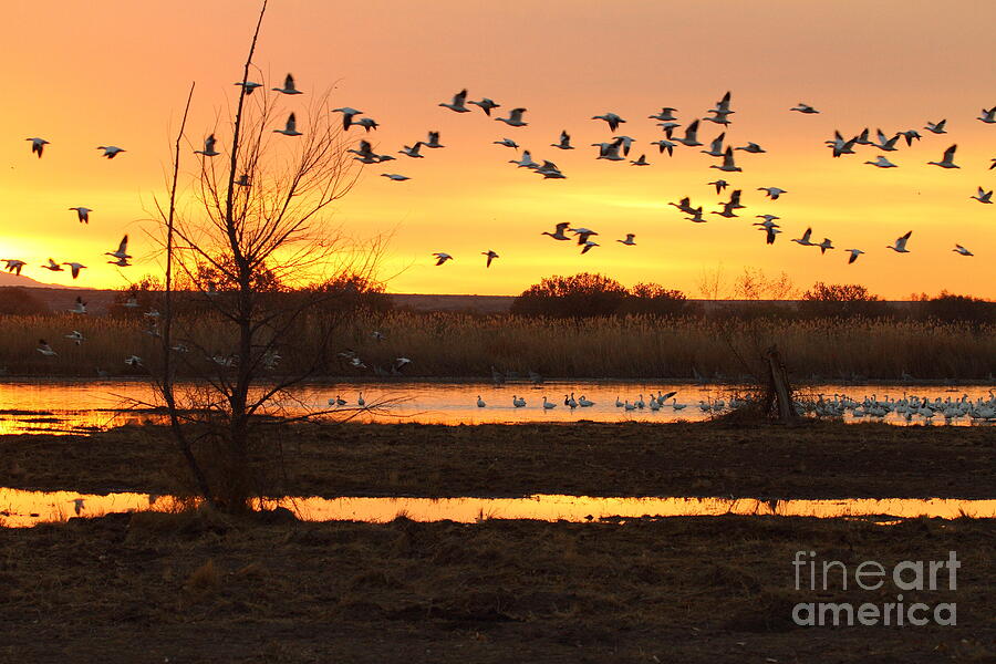 Sunrise And Geese Photograph by Ruth Jolly