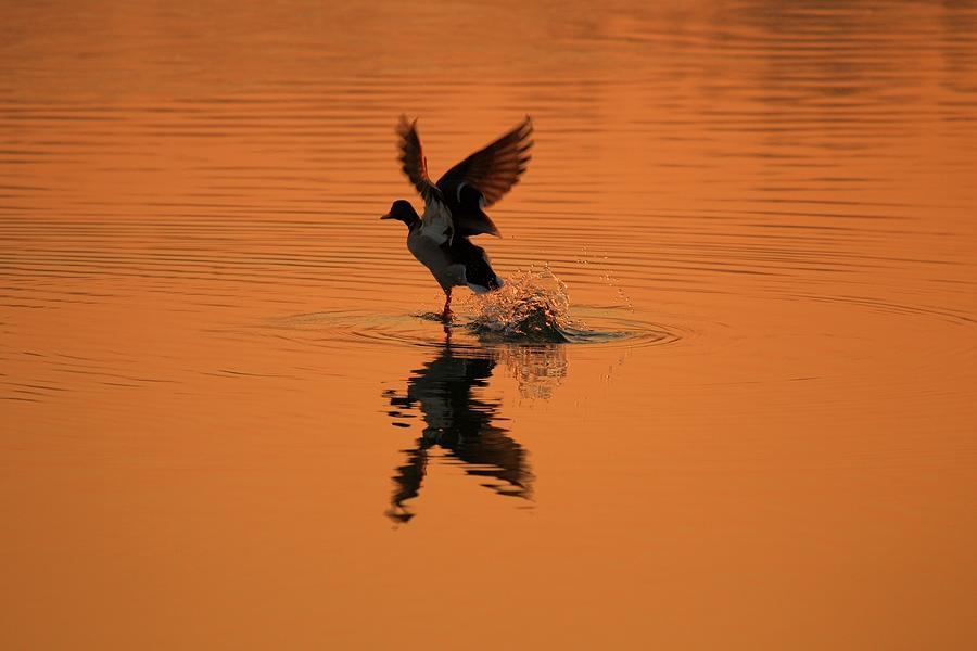 Duck Photograph - Sunrise and go by Youli Xia