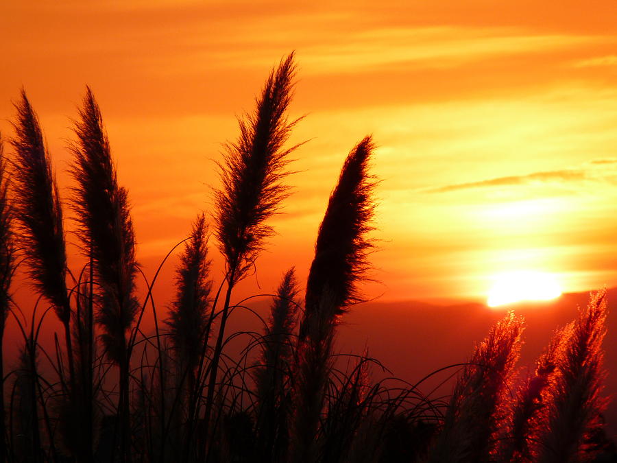 Sunrise and Pampas Photograph by Jeff Lowe