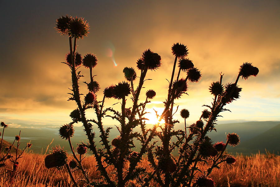 Sunrise and Thistle Photograph by Catie Canetti