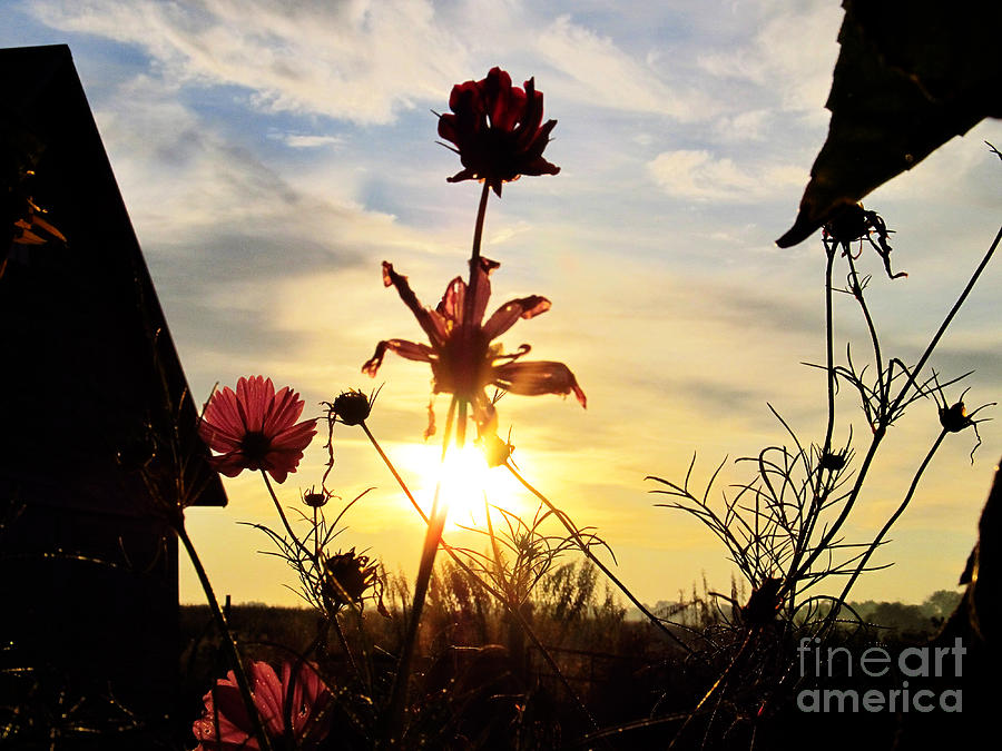 Flower Photograph - Sunrise ANGEL by Tina M Wenger
