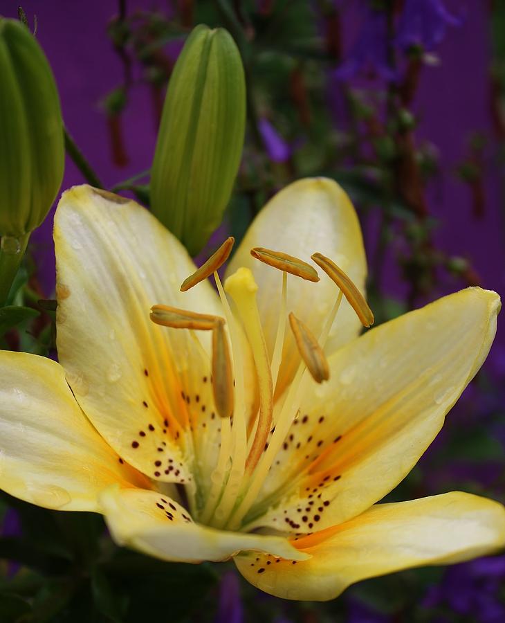 Sunrise Asiatic Lily Photograph by Bruce Bley