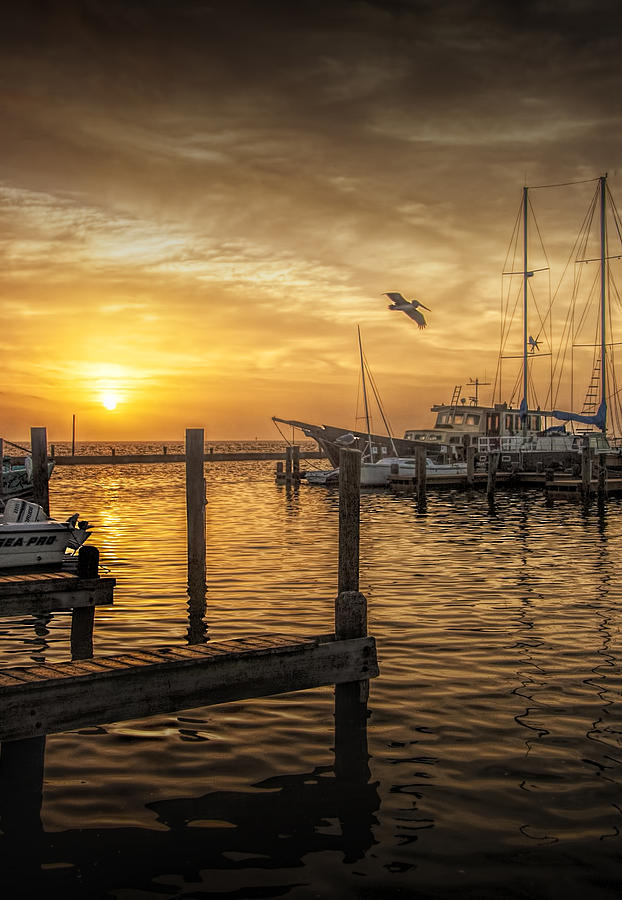 Pelican Photograph - Sunrise at Aransas Pass Harbor with Flying Pelican by Randall Nyhof