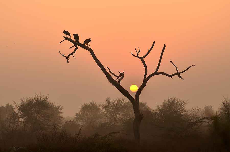 Peacock Photograph - Sunrise at Bharatpur by Fotosas Photography