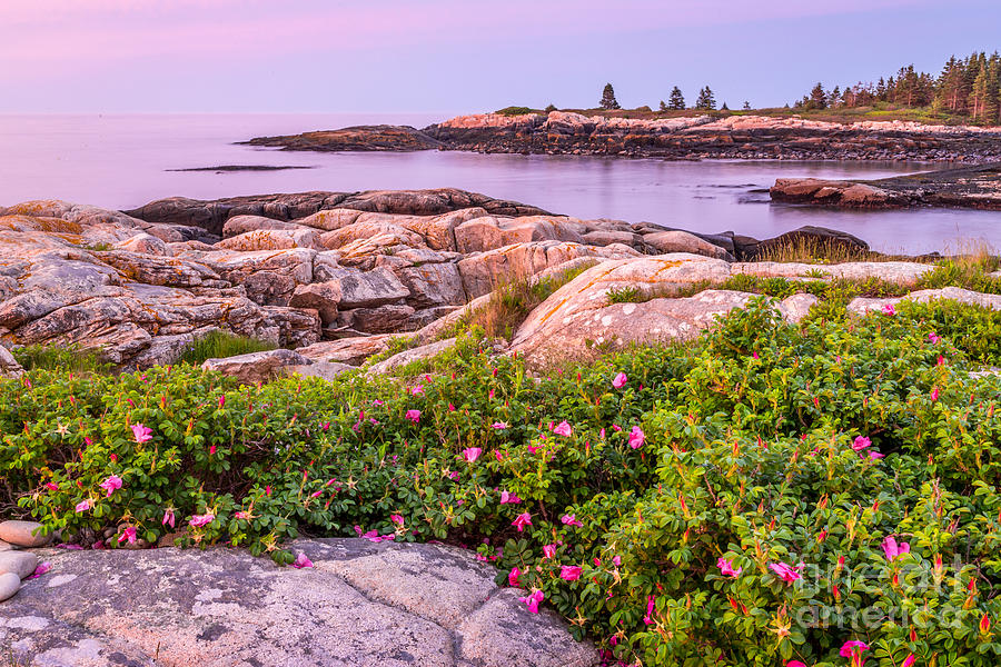 Sunrise at Blueberry Hill in Acadia 1 Photograph by Susan Cole Kelly