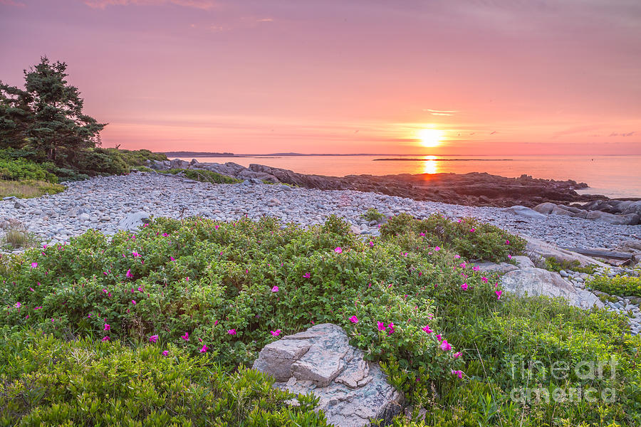 Sunrise at Blueberry Hill in Acadia 3 Photograph by Susan Cole Kelly
