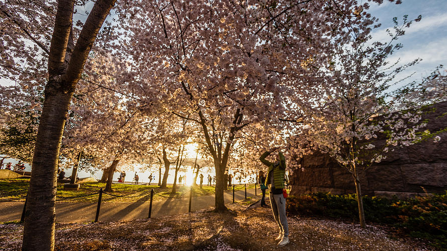 Sunrise at Cherry Blossom festival Photograph by SAURAVphoto Online Store