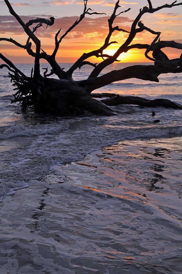Sunrise at Driftwood Beach 6.3 Photograph by Bruce Gourley