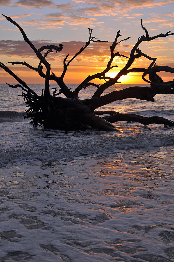 Sunrise at Driftwood Beach 6.4 Photograph by Bruce Gourley