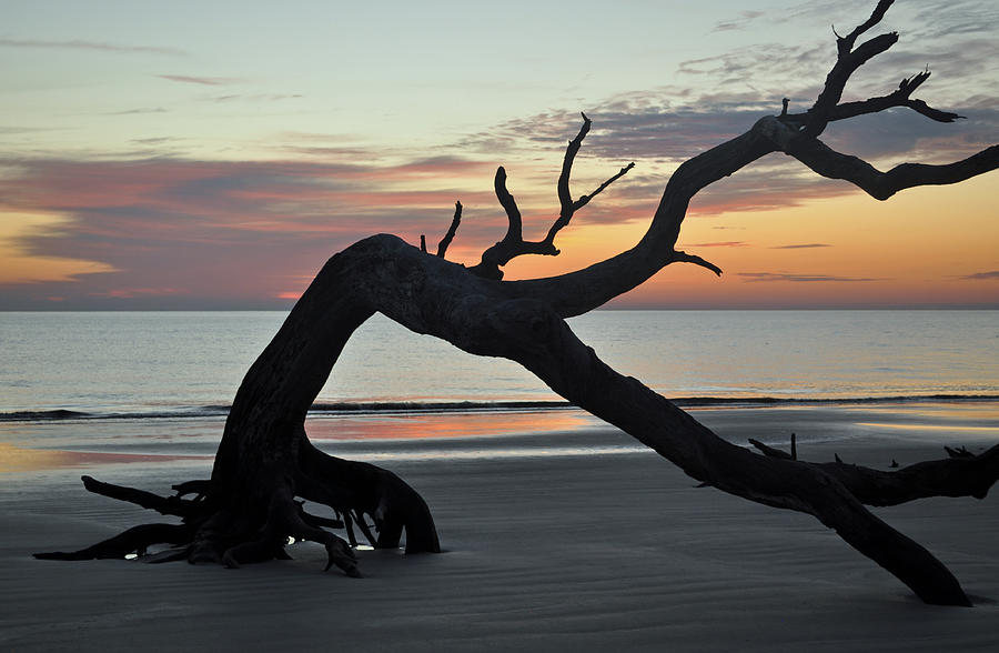 Tree Photograph - Sunrise at Driftwood Beach 7.6 by Bruce Gourley