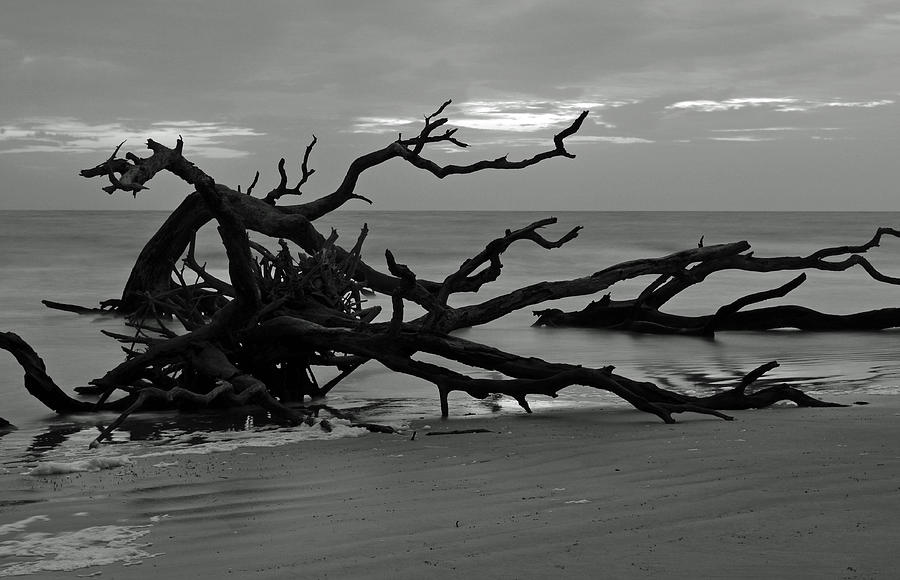 Sunrise at Driftwood Beach BW Photograph by Bruce Gourley