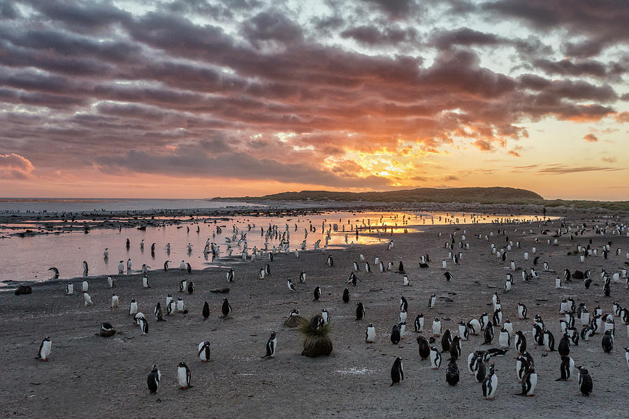 Penguin Photograph - Sunrise At Sea Lion by Joan Gil Raga