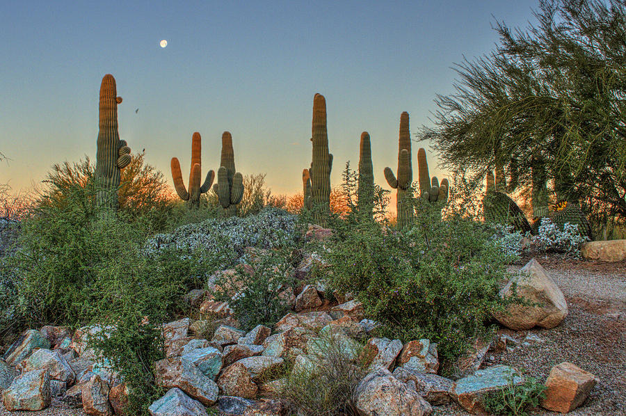 Sunrise At The Gilbert Riparian Preserve Arizona Photograph By Peri Ann 