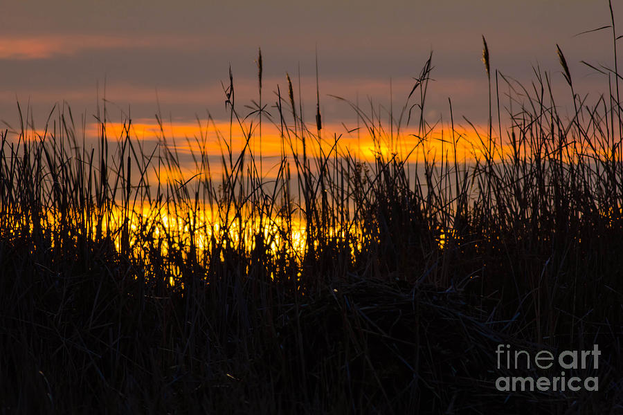 Landscape Photograph - Sunrise at the Wetlands by Ursula Lawrence