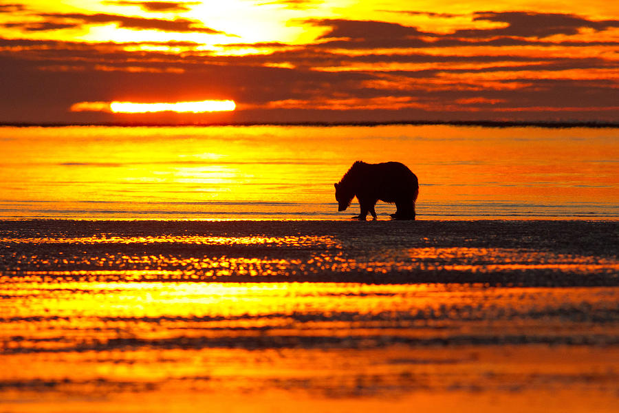 Sunrise Bear Photograph by Shari Sommerfeld