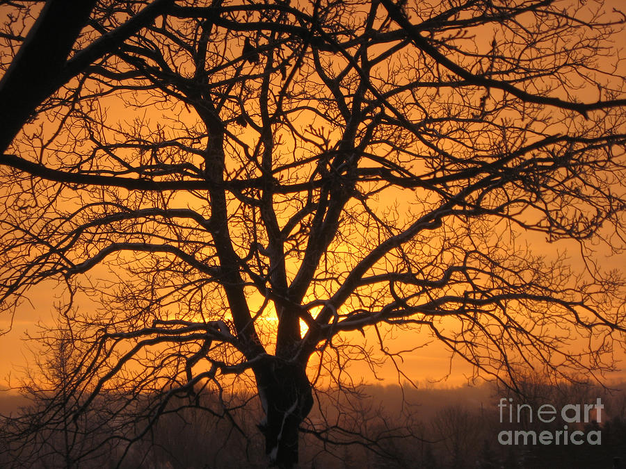 Sunrise Behind Walnut Tree Photograph by Conni Schaftenaar