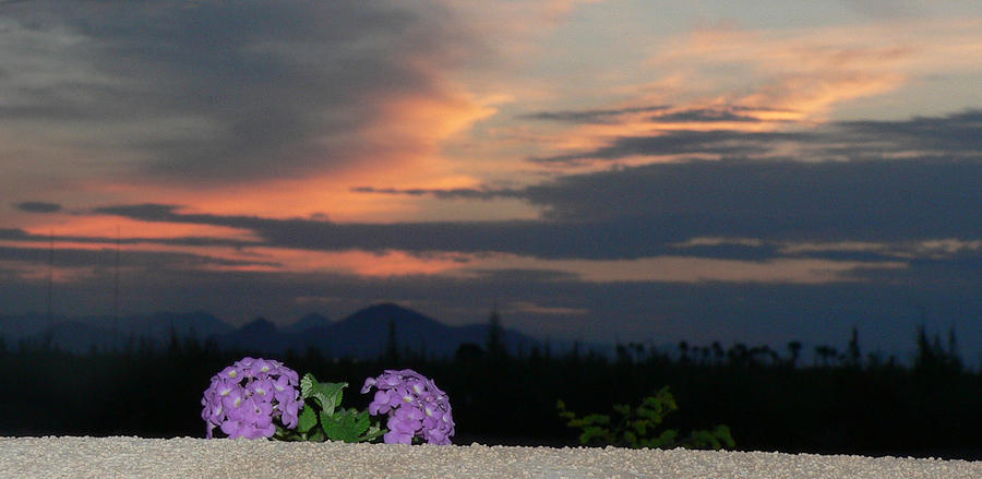 Sunrise Blossom Photograph by Kimo Fernandez