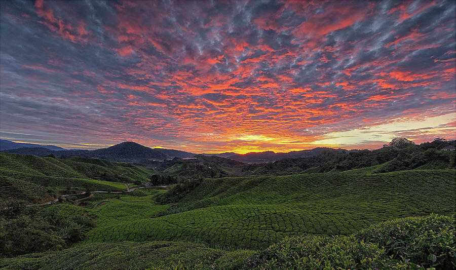 Sunrise - Cameron Highlands Photograph by © Ian Kee Photography