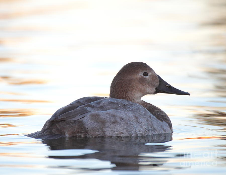 Sunrise canvasback duck Photograph by Ruth Jolly