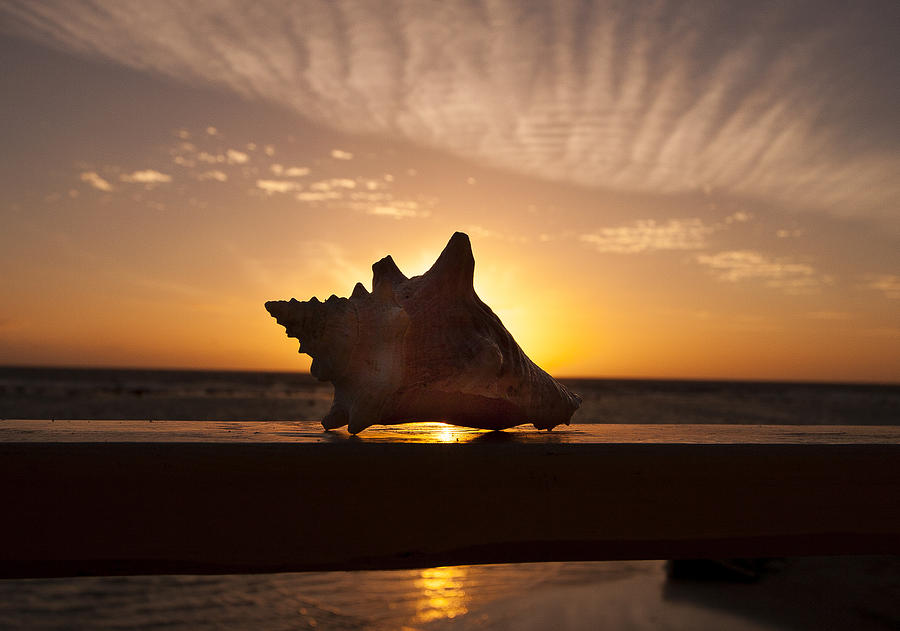 Still Life Photograph - Sunrise Conch by Jean Noren