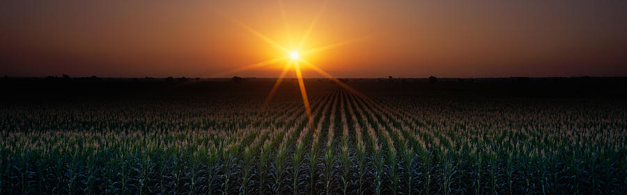 Sunrise, Crops, Farm, Sacramento Photograph by Panoramic Images