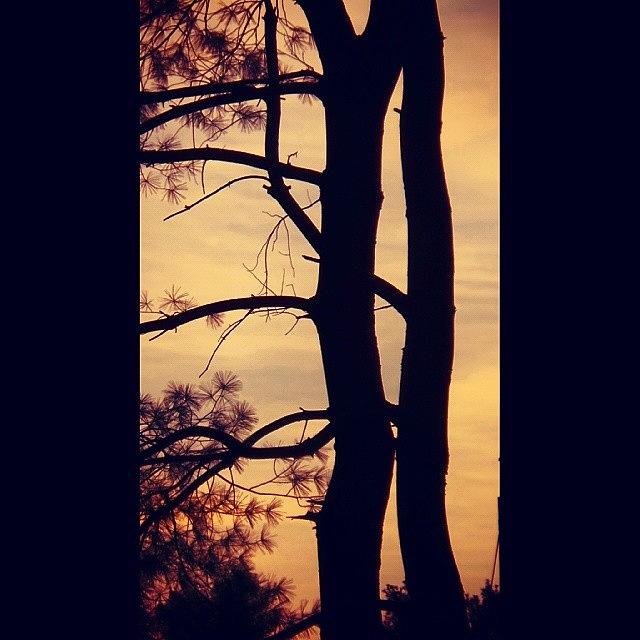 Tree Photograph - Sunrise Silhouette by Charlie Cliques