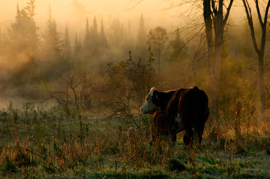 Cow Photograph - Sunrise Feeding by Paul Wash