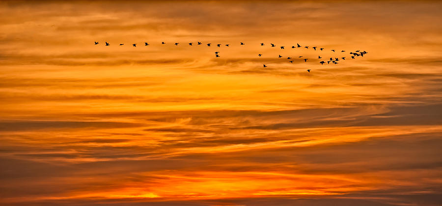 Sunrise Flight Photograph by David Kay