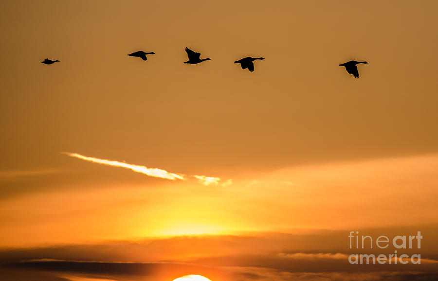 Sunrise Flight  Photograph by John Daly