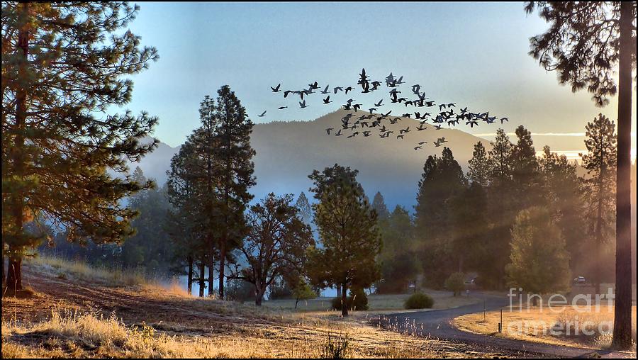 Sunrise Flight Photograph by Julia Hassett