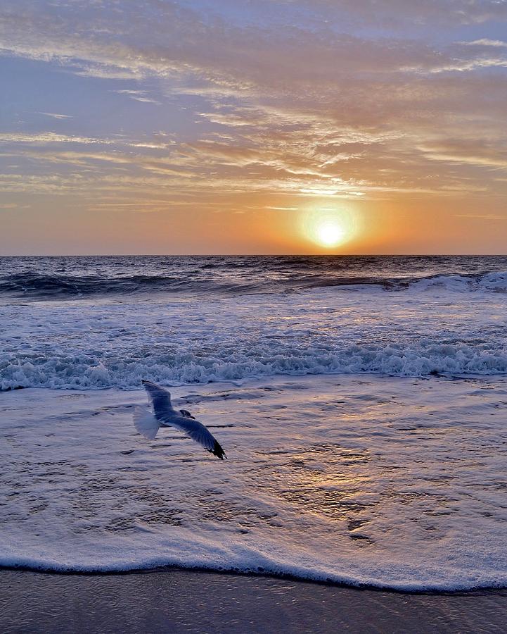 Seagull Photograph - Sunrise Flight by Kim Bemis