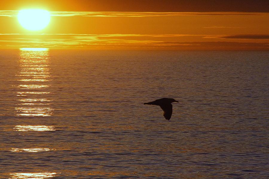 Sunrise Flight Photograph by Loretta Pokorny