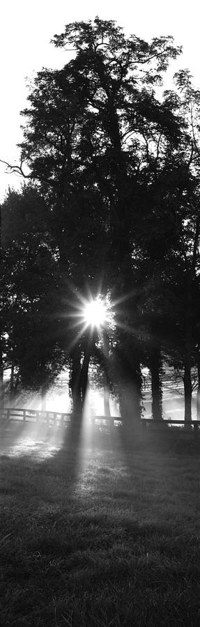 Tree Photograph - Sunrise, Fog, Woodford Co, Kentucky, Usa by Panoramic Images