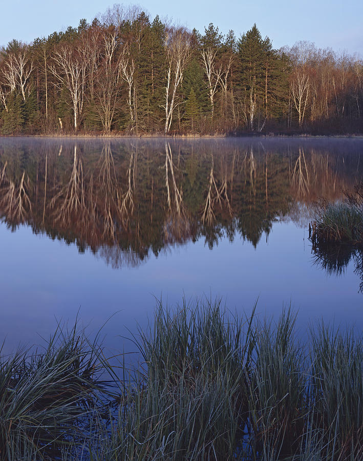 Scenic Photograph - Sunrise Forest Reflection V by Tom Daniel