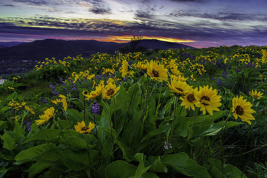 Oregon Photograph - Sunrise from Rowena Overlook by Myer Bornstein
