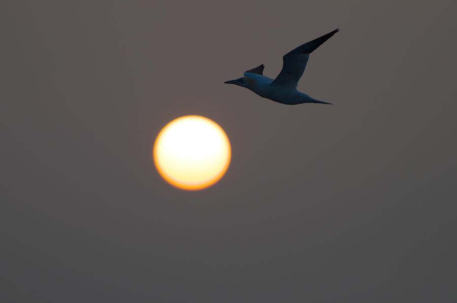 Wildlife Photograph - Sunrise Gannet Irish Sea by Luke Golobitsh