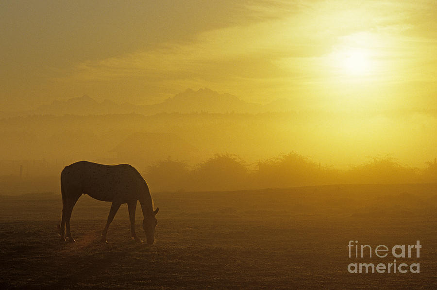 Sunrise horse in field Photograph by Jim Corwin