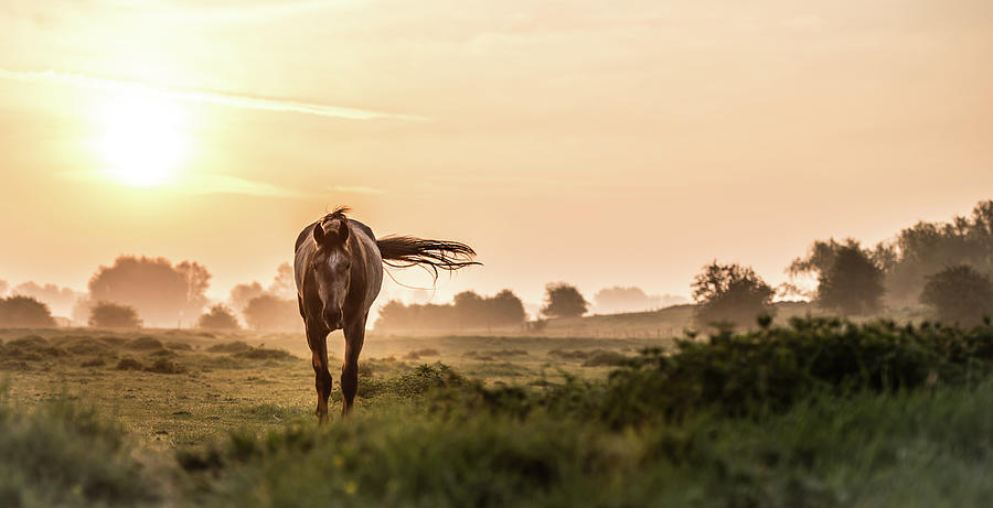 Sunrise Horse Photograph by Ingeborg Ruyken Photography