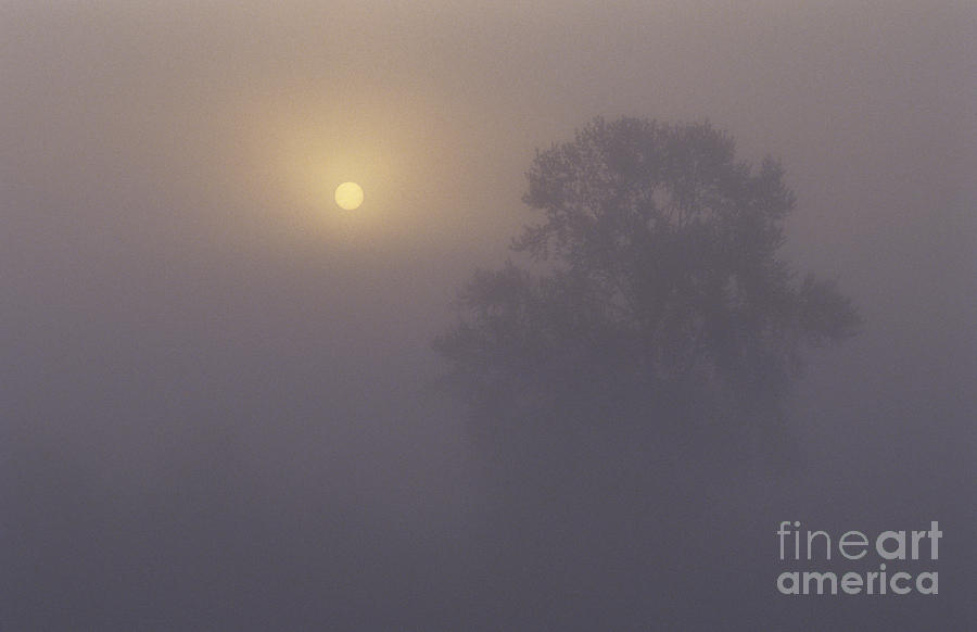 Sunrise in fog with tall tree silhouetted Photograph by Jim Corwin