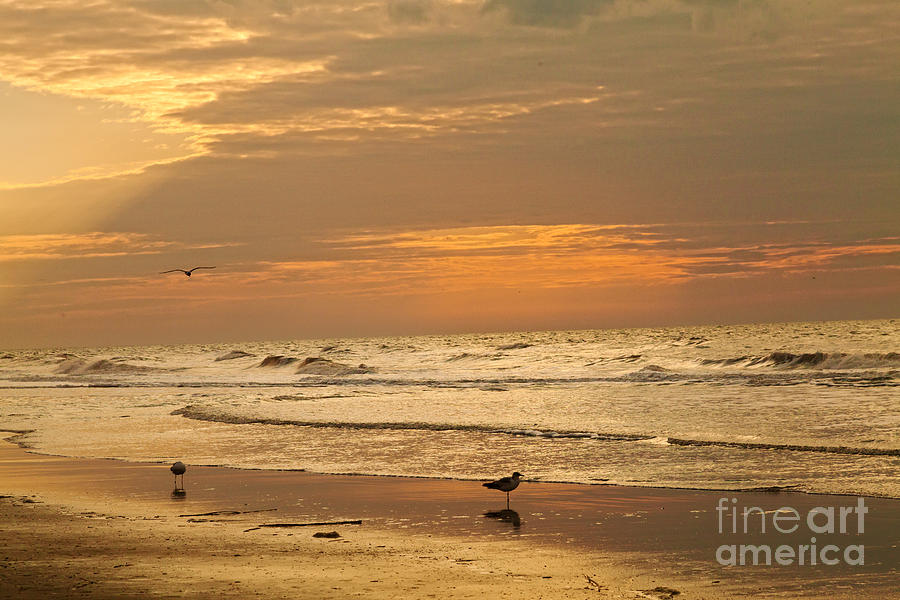 Sunrise in Folly Beach Photograph by Iris Greenwell