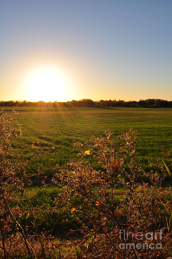 Flower Photograph - Sunrise in Oklahoma by Anjanette Douglas