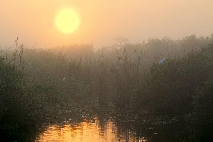 Nature Photograph - Sunrise in the Everglades by Rudy Umans